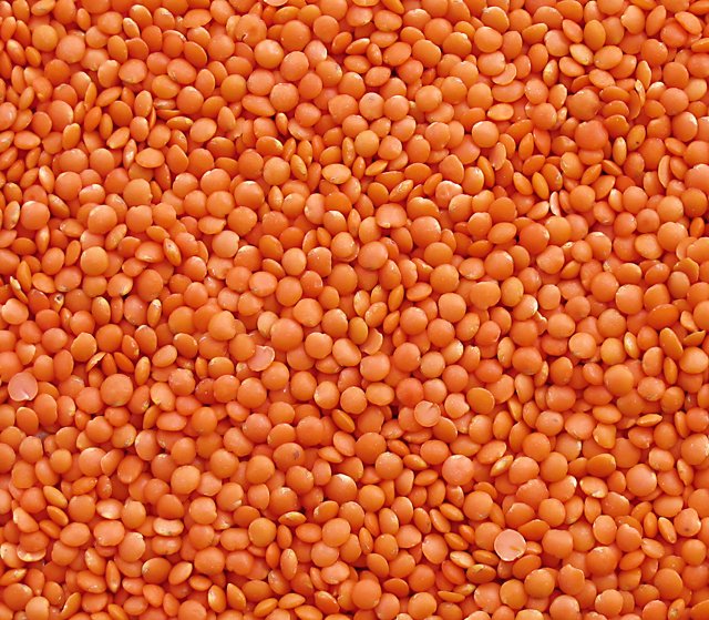 Lentil